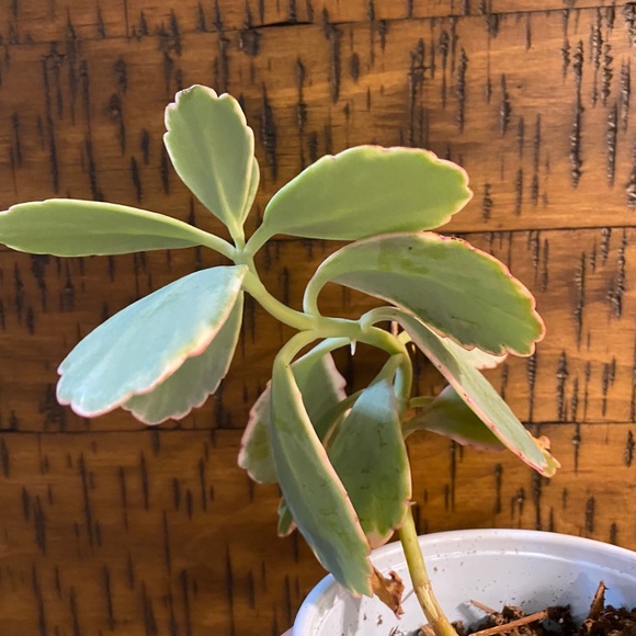 lavender scallop kalanchoe - Picture 4 of 5